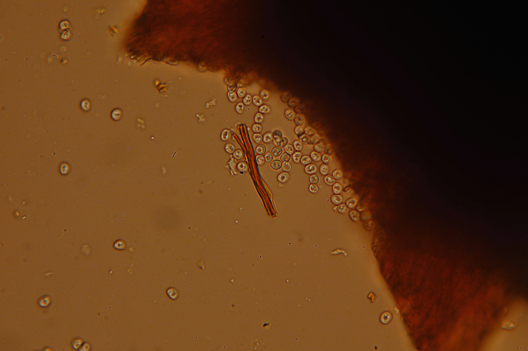 Phellinus? (Phellinus pomaceus)
